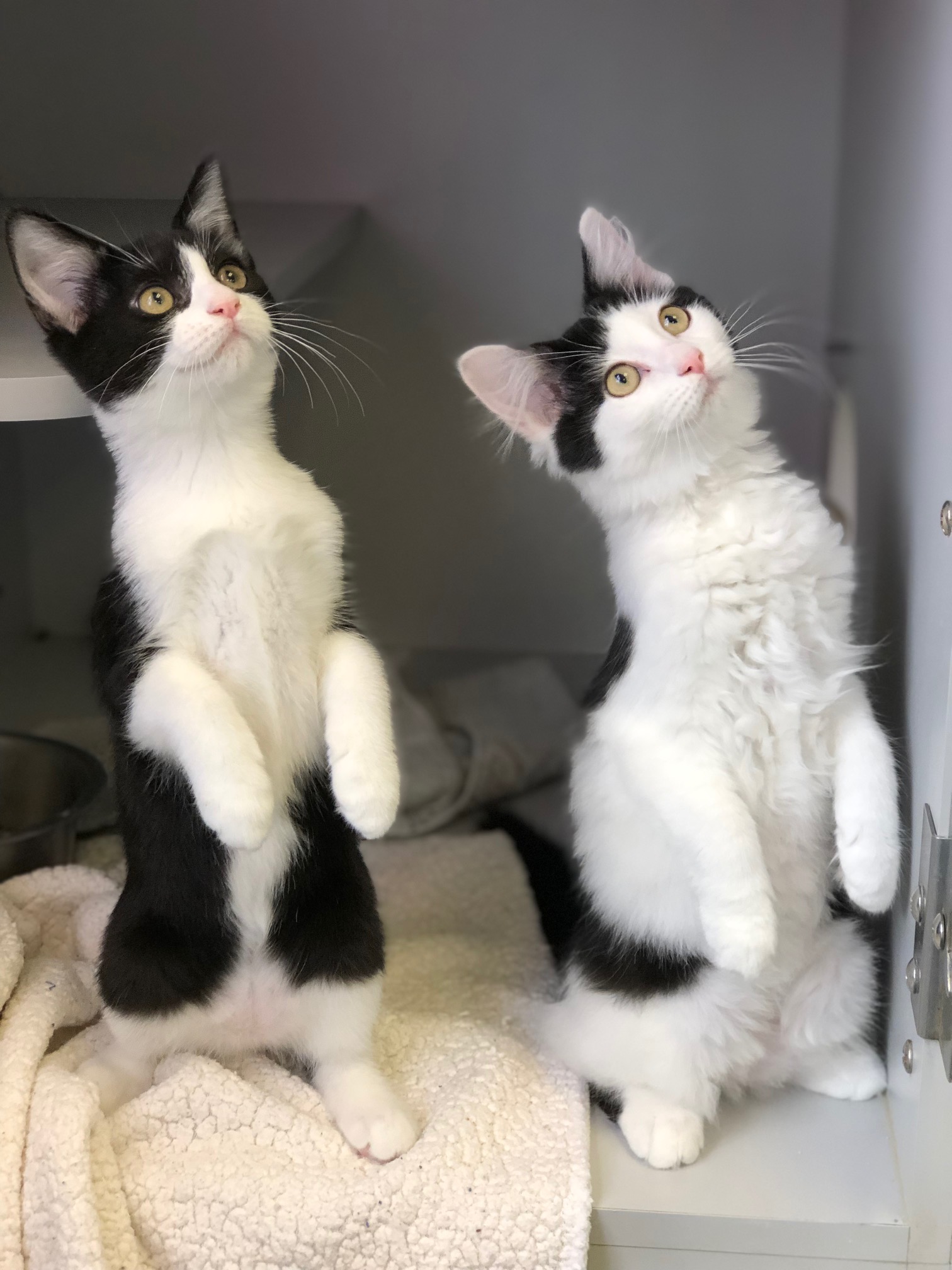 Alpine Animal Shelter