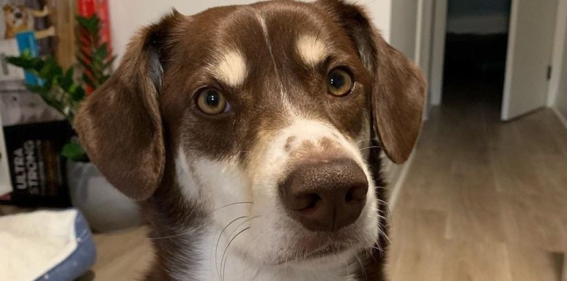 Alpine Animal Shelter